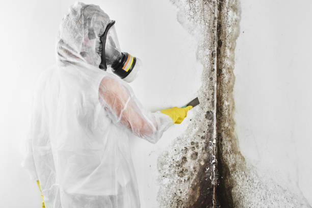 Professional Mold Remediation in French Island, WI